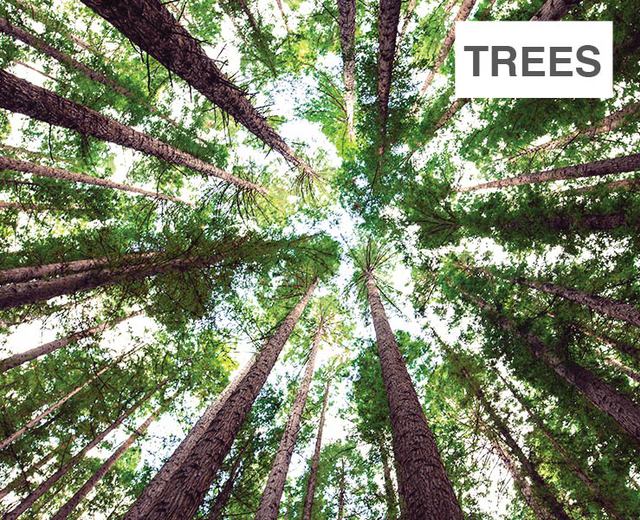 Trees | Trees| MusicSpoke