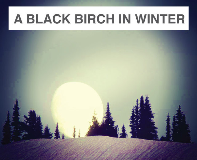 A Black Birch in Winter | A Black Birch in Winter| MusicSpoke