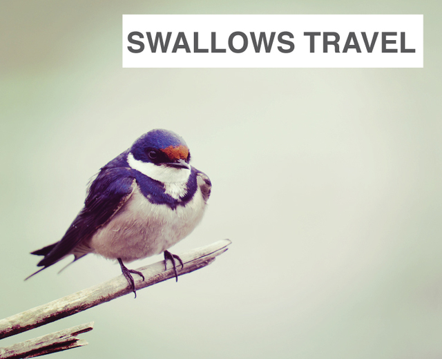 Swallows Travel To and Fro | Swallows Travel To and Fro| MusicSpoke